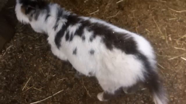 Spotted white miniature donkey foal Dakota frollicking at 3 weeks смотреть онлайн