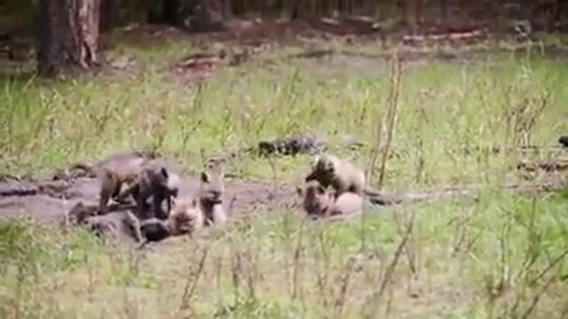 Best Video 05/17/17 - by Nature Photographer Monika Petersen смотреть онлайн