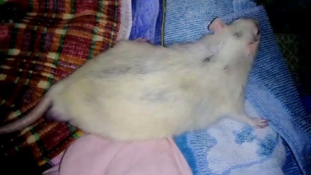 Крыс подавился смотреть онлайн