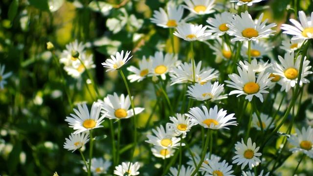 МАЛЕНЬКАЯ СКАЗКА смотреть онлайн