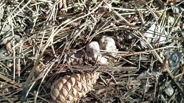 Кто хочет снятся в кино февральские грибы смотреть онлайн