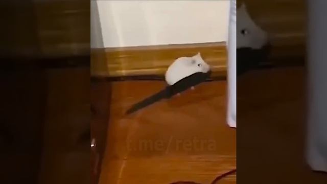 #мышь которая держала в страхе всех котов смотреть онлайн