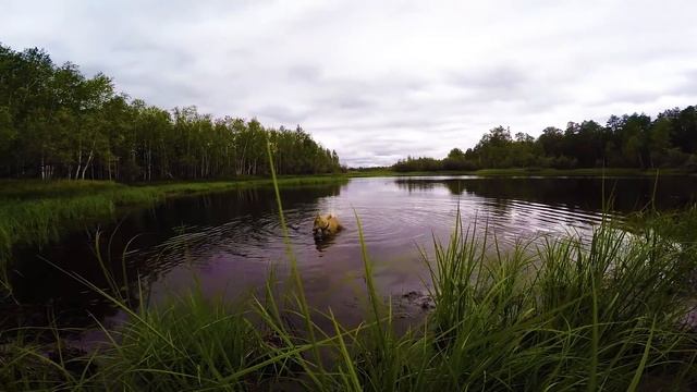 Щенок лайки, охота 1 смотреть онлайн