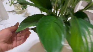 Женское Счастье (Спатифиллум) с Черными Листьями
