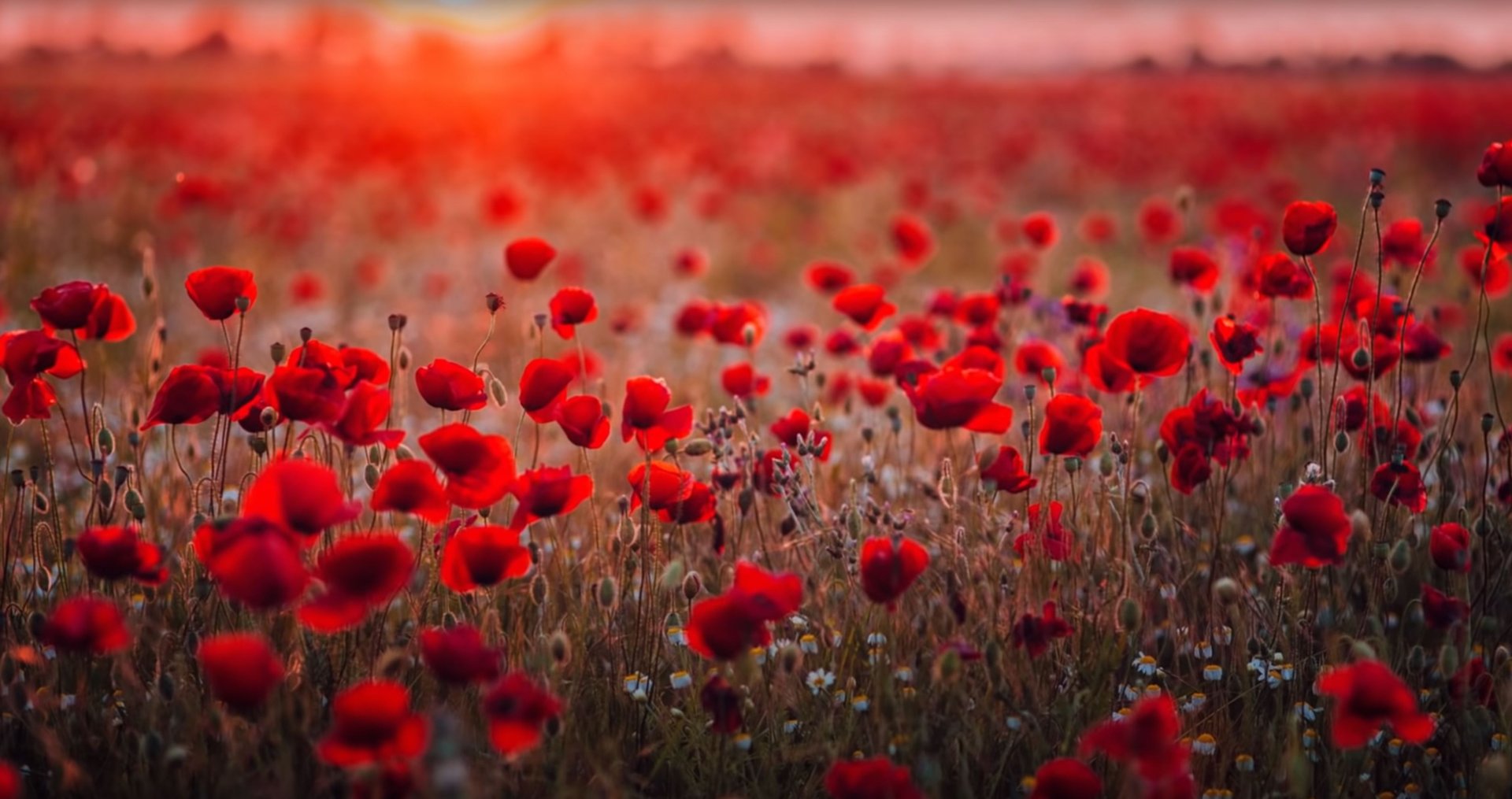 Красивая фортепианная музыка - Расслабляющая музыка, Романтическая музыка, Музыка для сна смотреть онлайн