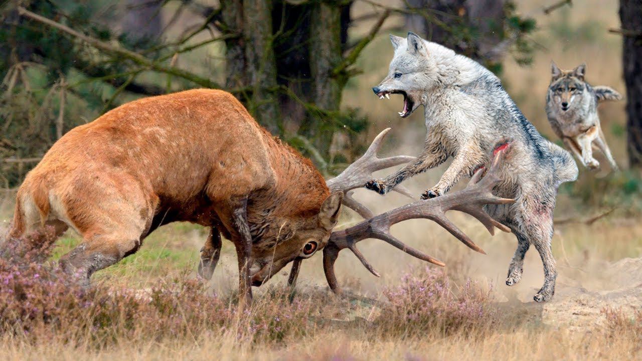 Олень Против Волка, Россомахи и Даже Медведя. Олень в Деле. смотреть онлайн