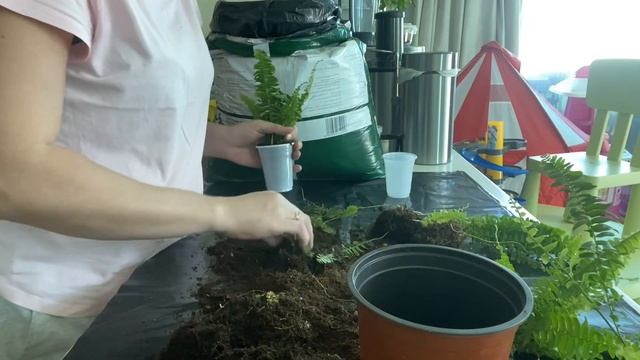 Разделение и размножение папоротника / мои комнатные цветы / как размножить папоротник? / смотреть онлайн