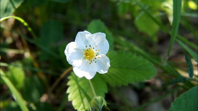 Прыснула на клубнику, в шоке от урожая, делюсь с вами рецептом подкормки клубники, супер подкормка смотреть онлайн