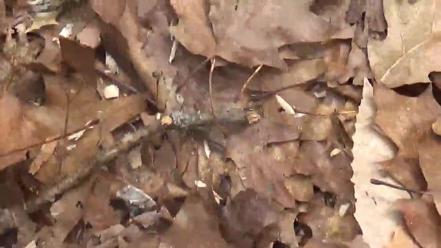 Horse Shoe Fungus - Fire смотреть онлайн
