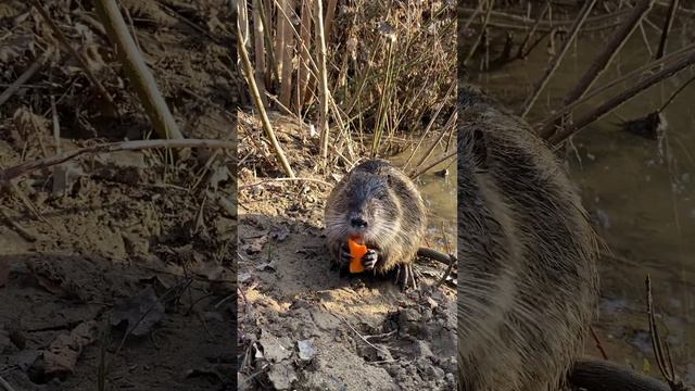 Берегите природу!!! #animals #nature #животные #природа смотреть онлайн
