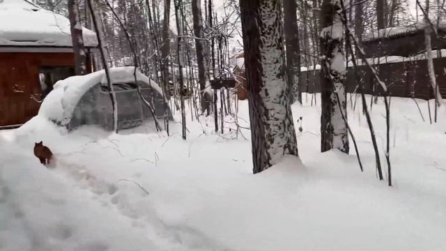 Ли Сяо / Alice the Fox Лиса Алиса (Куда идем мы поутру?!) смотреть онлайн