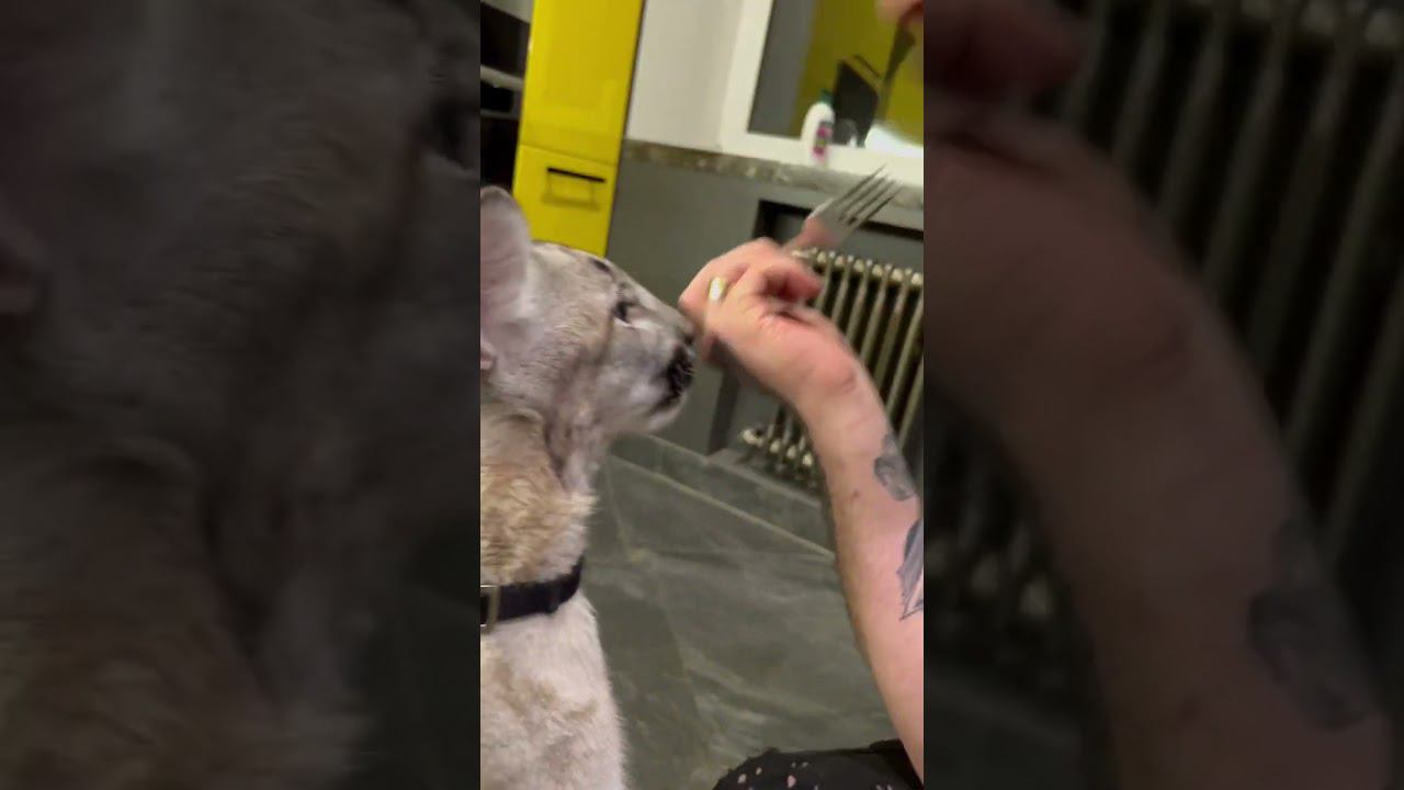 Пуменок гурман))