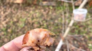 Мушмула Германская , дегустация плодов .