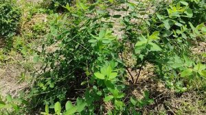 Жимолость Клубничная сенсация 2023