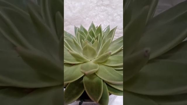 ECHEVERIA MIRANDA SUCCULENT? смотреть онлайн