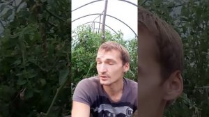 Бизнес на томатах. Сколько я заработал на помидорах)