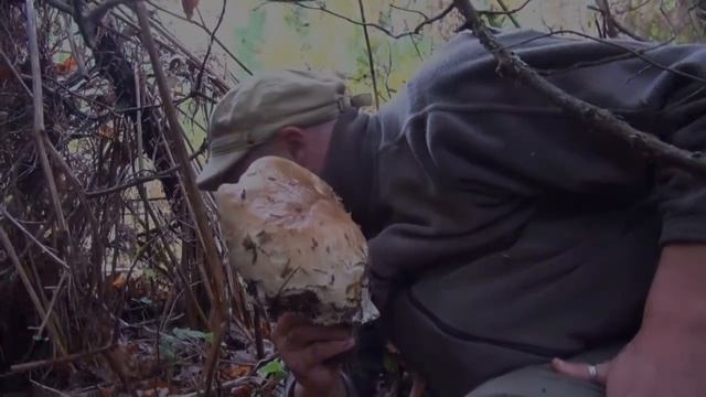 Porcini incredibili Ottobre 2016 смотреть онлайн