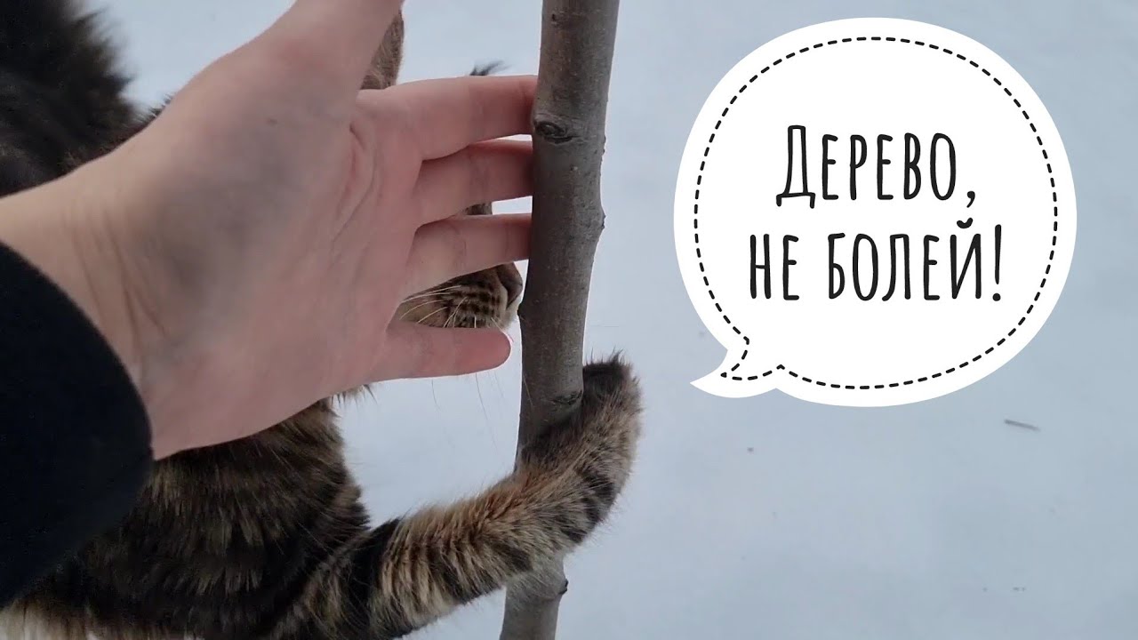 Пытаюсь спасти яблоню от морозобоины. Птиченьки радуются ясному дню. Сова тоже радуется, только ти