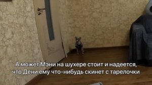 Скрытая камера ?Дени и Мэни остались одни дома. За окном молнии и ураган? Дени перемыл всю посуду.