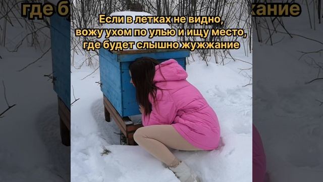 Как я определяю зимой, живы ли мои пчёлы смотреть онлайн