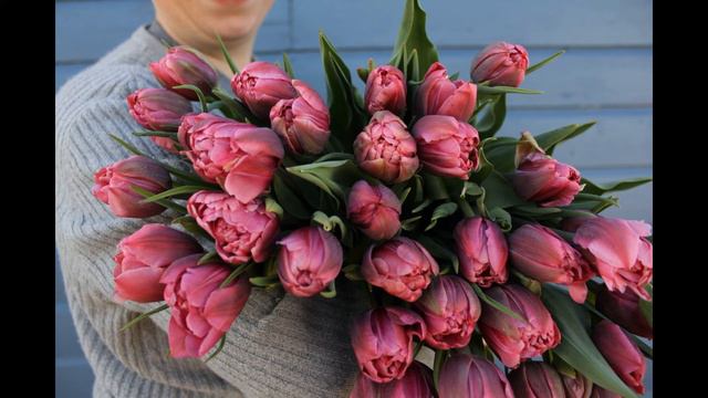 6 апреля / Как тюльпан получил своё имя? смотреть онлайн