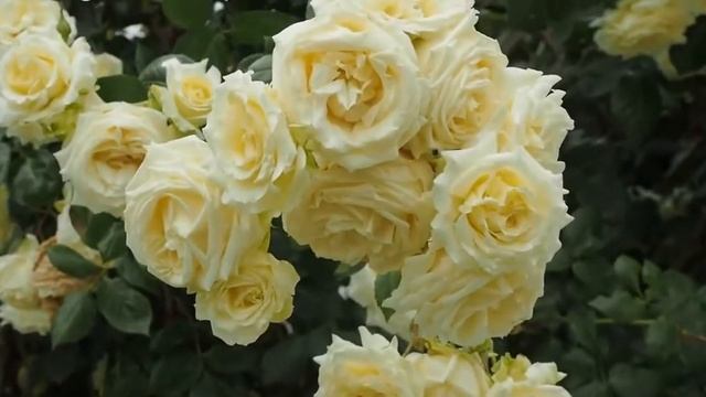 Rose Elfe (Эльф роза) смотреть онлайн