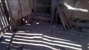 Сколько весит петух породы брама?!