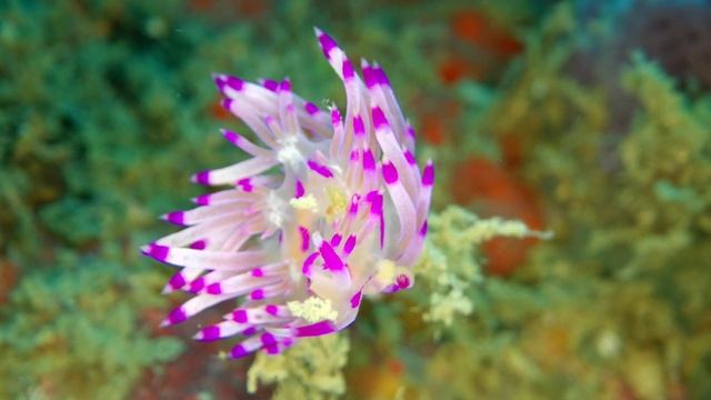 Ricoh WG-6: подводная видеосъемка смотреть онлайн