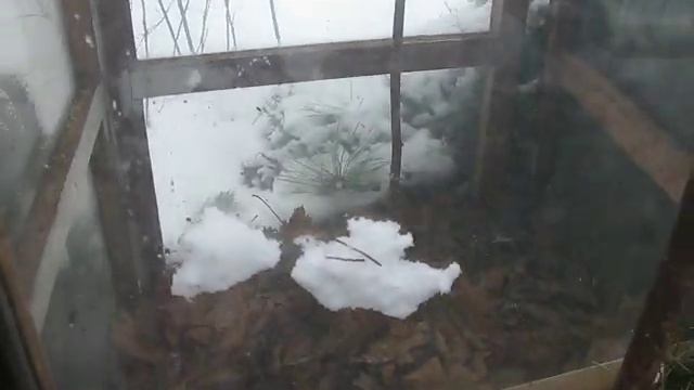 Укрытие и хранение хурмы зимой смотреть онлайн