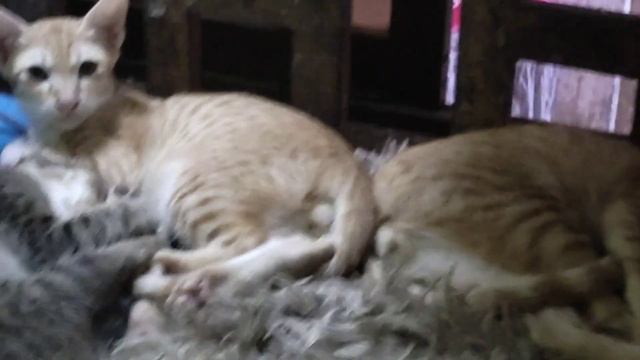 Cute kittens sleeping with mother cat смотреть онлайн