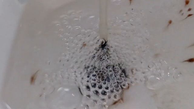 Анциструсы размножение Анциструс размножение в общем аквариуме смотреть онлайн