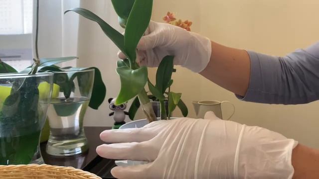 DENDROBIUM repotting смотреть онлайн