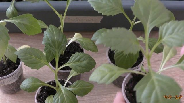 Георгина однолетняя из семян | Что делать если вытянулась рассада георгин