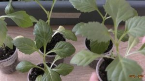 Георгина однолетняя из семян | Что делать если вытянулась рассада георгин