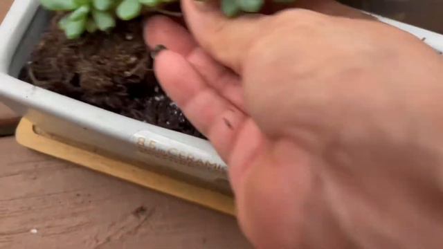 Sedeveria Blue Elf (Transplante y Cuidados) смотреть онлайн