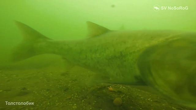 Толстолобик