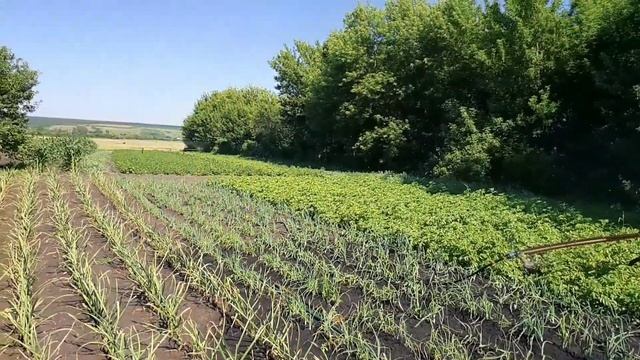 Как организовать полив БОЛЬШОГО участка? смотреть онлайн