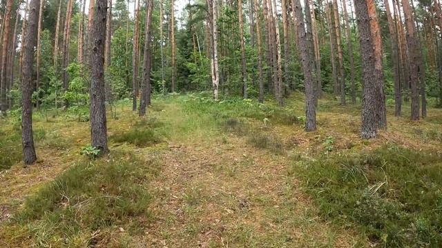 Прогулки по лесу | По тропинке на горку. смотреть онлайн