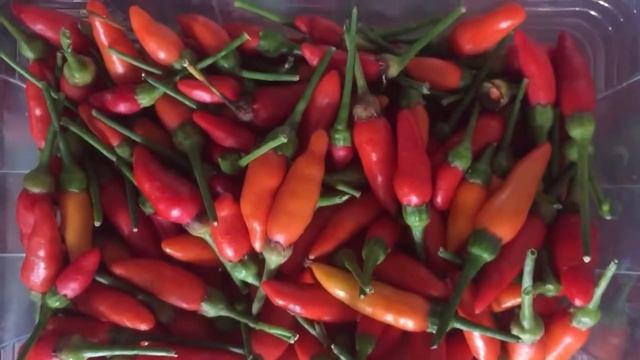 Tabasco Pepper Harvest - Northys . New Delhi смотреть онлайн