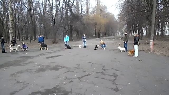 Выставка собак: хендлинг, подготовка к выставке смотреть онлайн