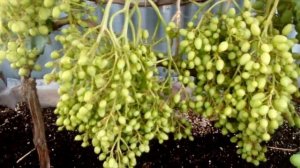 Виноград на балконе