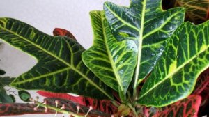 Цветение кротона (Кодиеум).