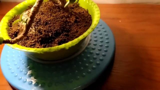 Бонсай из саженца рядом с отцом - выращен из его верхушки | возраст 3 года смотреть онлайн