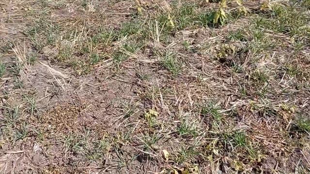 50кг карбамида по листу и 120грамм гранстара на 1/га пшеницы! Что осталось от пшеницы? смотреть онлайн