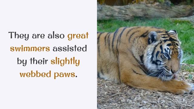 14 Interesting Facts You Should Know About Sumatran Tiger смотреть онлайн