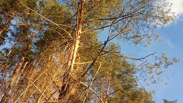 дятел в Лосином острове смотреть онлайн
