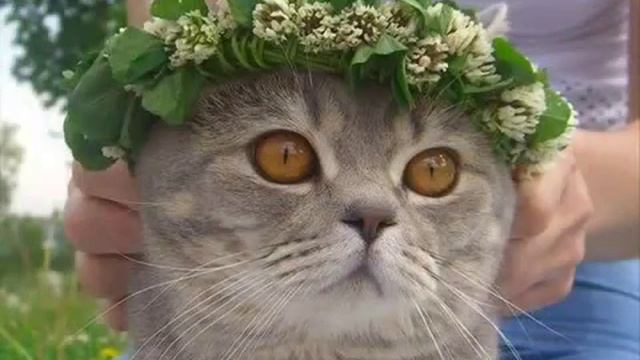 Котики и собачки .Ох эти милашки. смотреть онлайн