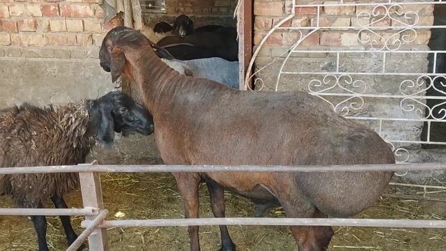 (801) пытаюсь подружить моих баран к друг другу смотреть онлайн