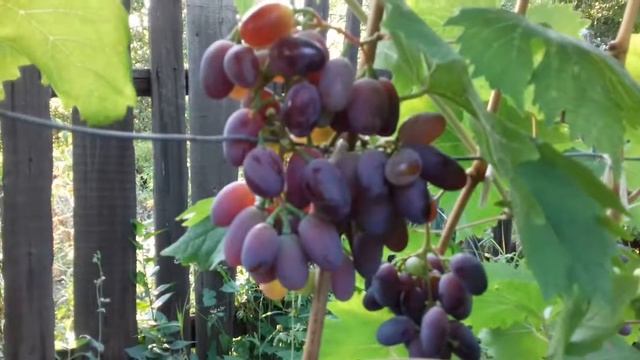 Виноград Байконур и Эталон. Урожай 2017. Сигналки смотреть онлайн