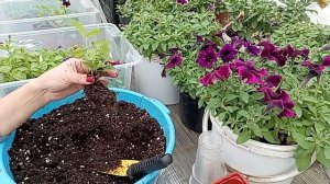 Вегетативная петуния. Как сохранить черенки вегетативной петунии зимой?